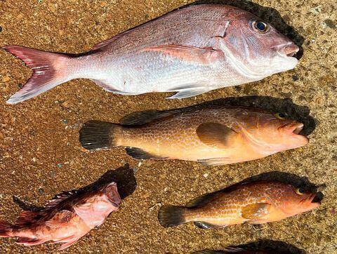 小豆島で釣れたタイとアコウ