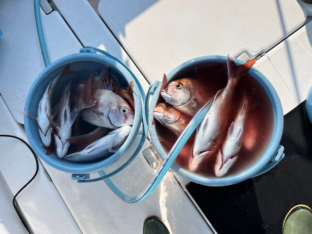 小豆島諸島で釣れたタイ