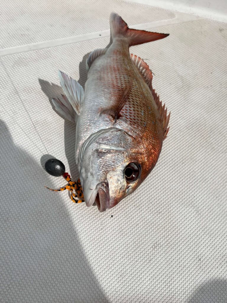 うろこ丸が家島で釣ったタイ